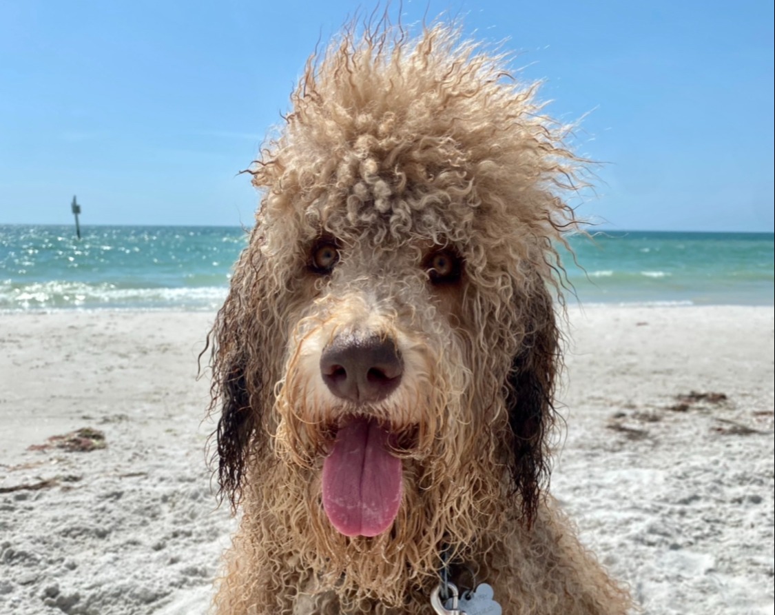 Curly poodle on the beach with wet hair